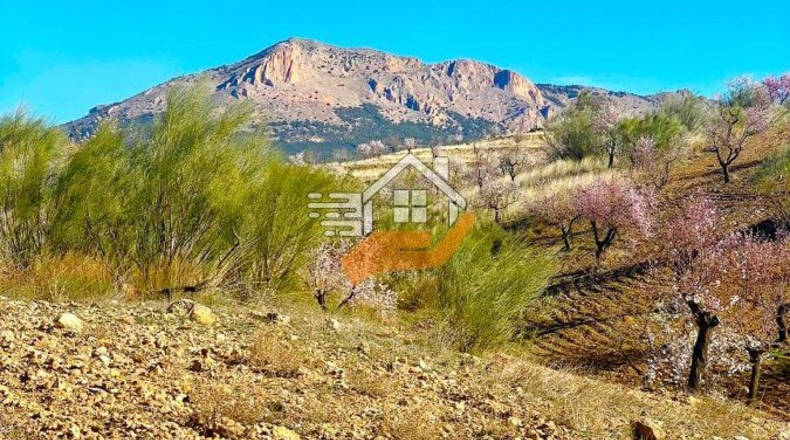 Almería - Vélez-Rubio - 40000m2