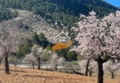 Non-developable land for sale in Vélez-Rubio ref: TR392557 photo