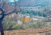 Non-developable land for sale in Vélez-Rubio ref: TR392557 photo