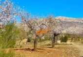 Non-developable land for sale in Vélez-Rubio ref: TR392557 photo