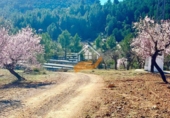 Non-developable land for sale in Vélez-Rubio ref: TR392557 photo