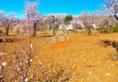 Non-developable land for sale in Vélez-Rubio ref: TR392557 photo