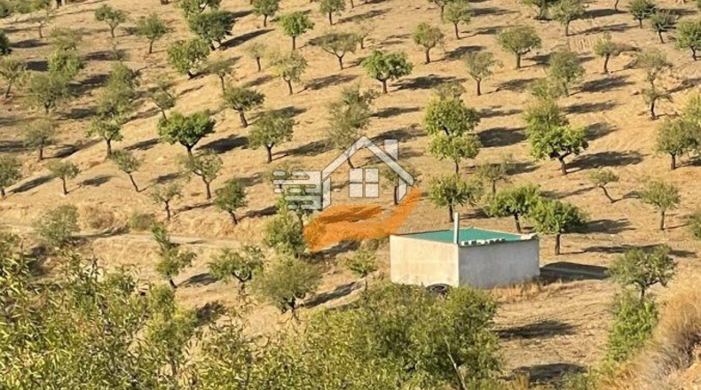 Almería - Vélez-Rubio - 12000m2