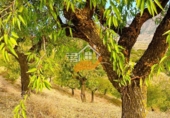 Non-developable land for sale in Vélez-Rubio ref: TR392421 photo