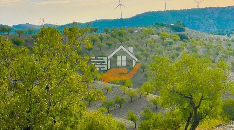 Almería - Vélez-Rubio - 12000m2