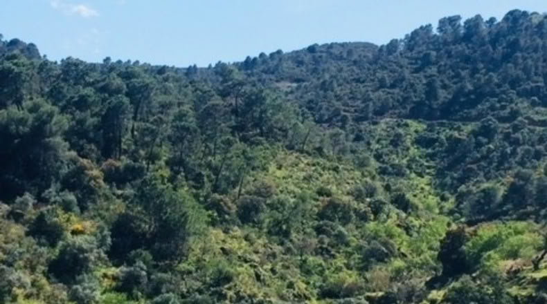 Málaga - Tolox - 13000m2