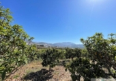 Chalet independiente con terreno en venta en la España, Salobreña, ref: TR393200 foto