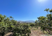 Chalet independiente con terreno en venta en la España, Salobreña, ref: TR393200 foto