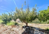 Xalet independent amb terreny en venda a la España, Molvízar, ref.: TR392767 foto