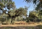 Non-developable land for sale on España, Estación de Obejo, ref: TR393550 photo