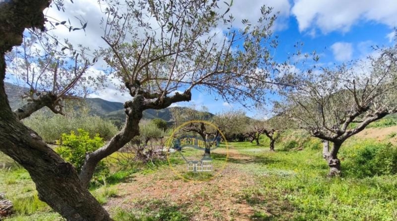 Valencia - Ayelo de Malferit - 2416m2