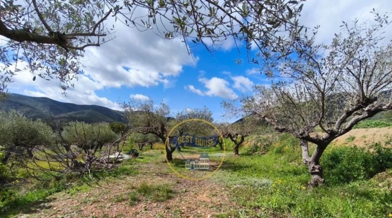 Valencia - Ayelo de Malferit - 2416m2