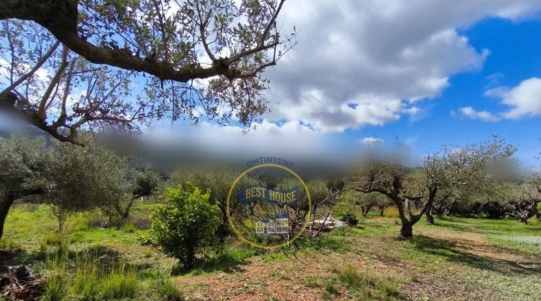 Valencia - Ayelo de Malferit - 2416m2