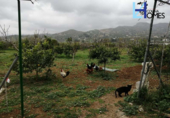 Xalet independent amb terreny en venda a la España, Álora, ref.: TR393410 foto