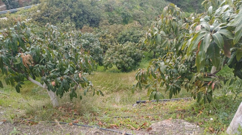 Málaga - Almáchar - 6000m2