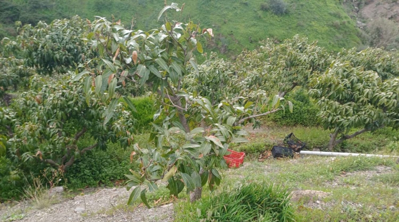 Málaga - Almáchar - 6000m2