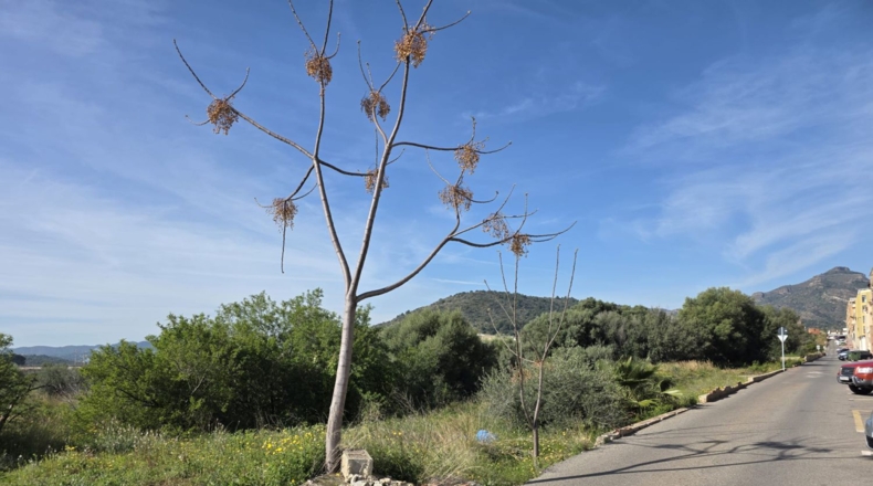 Castellón - la Vall d'Uixó - 339m2