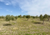 Rural estate for sale in Torrenueva ref: TR393420 photo
