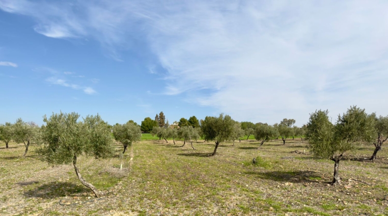 Ciudad Real - Torrenueva - 471319m2