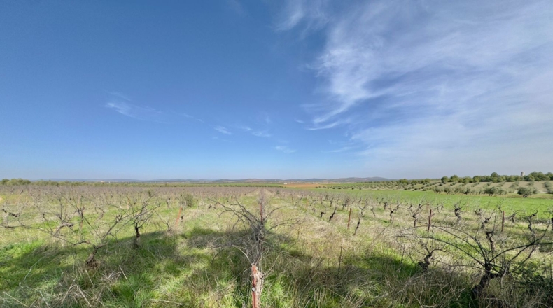 Ciudad Real - Torrenueva - 471319m2