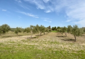 Rural estate for sale in Torrenueva ref: TR393420 photo