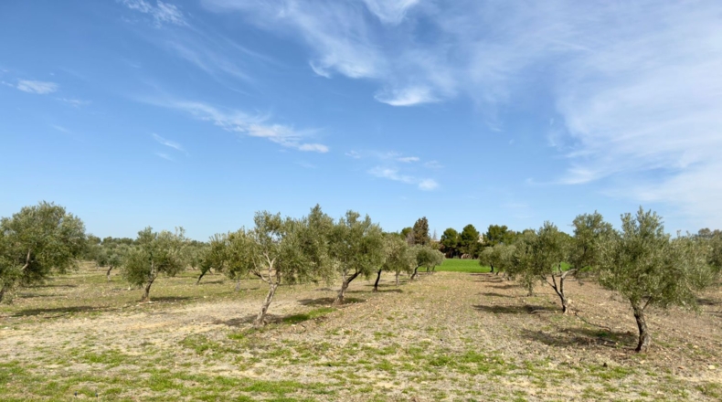 Ciudad Real - Torrenueva - 471319m2