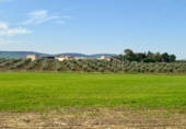Rural estate for sale in Torrenueva ref: TR393420 photo