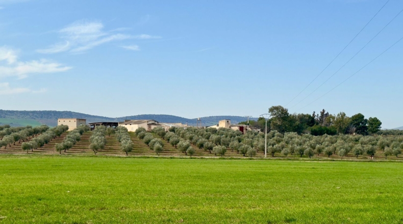 Ciudad Real - Torrenueva - 471319m2