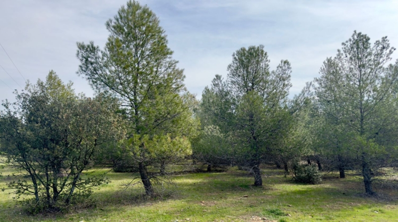 Ciudad Real - Torrenueva - 471319m2
