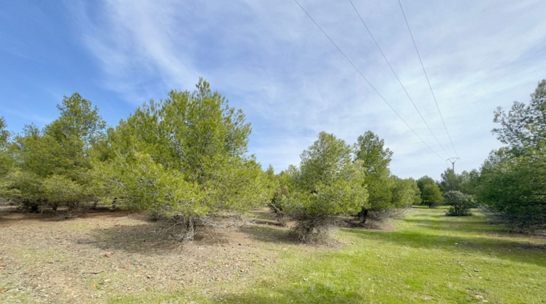 Ciudad Real - Torrenueva - 471319m2