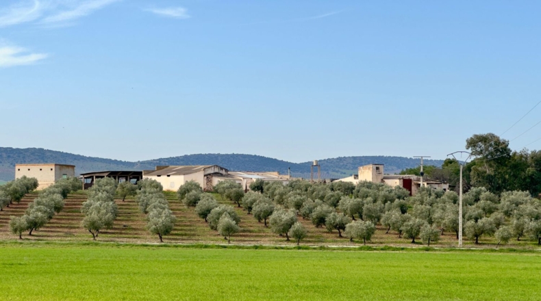 Ciudad Real - Torrenueva - 471319m2