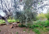 Chalet independiente con terreno en venta en la España, Murcia, ref: TR400578 foto