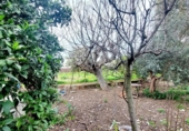 Chalet independiente con terreno en venta en la España, Murcia, ref: TR400578 foto