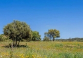 Casa de campo con terreno en venta en la España, Valdemorillo, ref: TR400536 foto