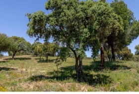 Valdemorillo 600000&nbsp;м²