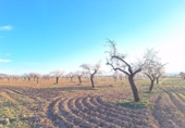 Non-developable land for sale in Huéscar ref: TR393974 photo