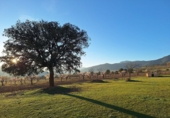 Non-developable land for sale in Huéscar ref: TR393974 photo