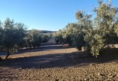 Masia amb terreny en venda a Mollina ref.: TR394230 foto