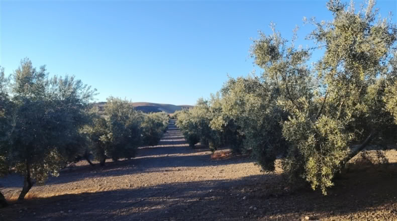 Málaga - Ронда - 37000m2
