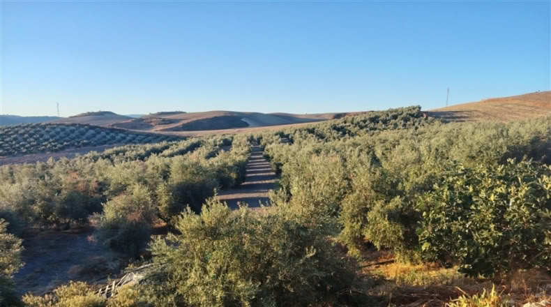 Málaga - Ронда - 37000m2