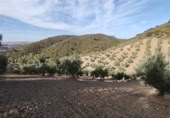 Masia amb terreny en venda a la Carretera de Puerto Serrano, Puerto Serrano, ref.: TR394225 foto