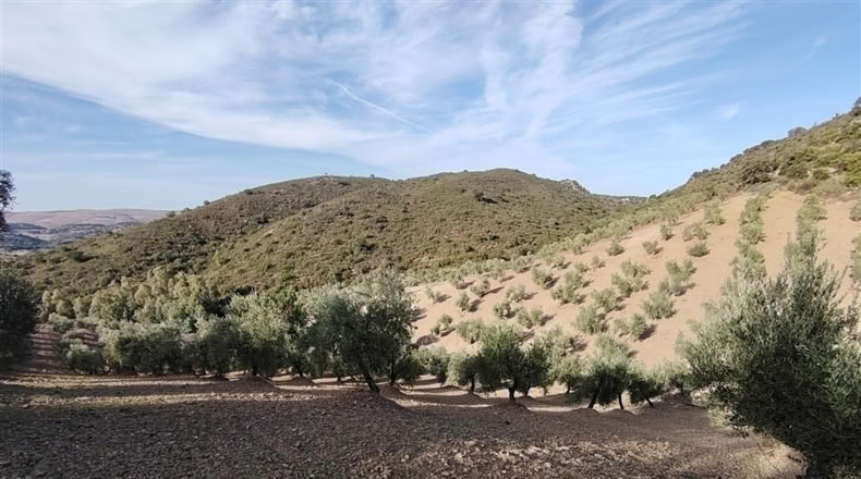 Cádiz - Puerto Serrano - 240000m2