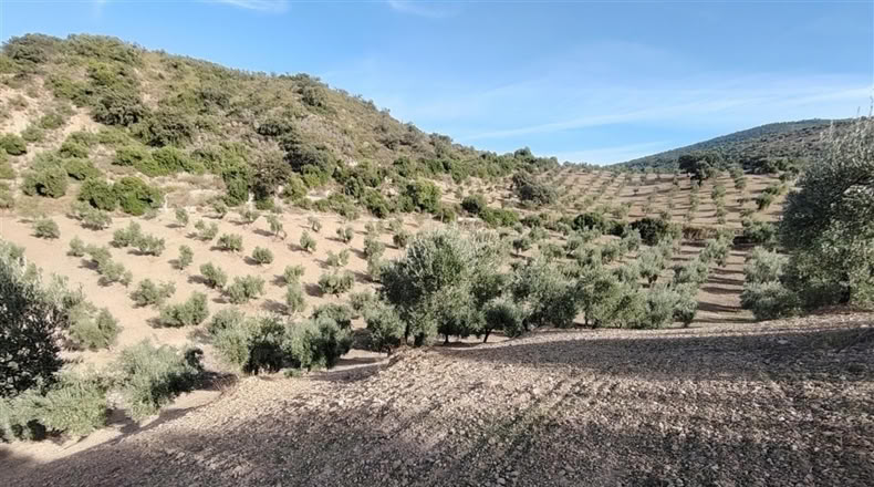 Cádiz - Puerto Serrano - 240000m2