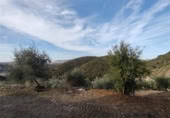 Masia amb terreny en venda a la Carretera de Puerto Serrano, Puerto Serrano, ref.: TR394225 foto