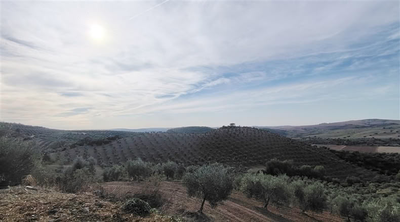 Cádiz - Puerto Serrano - 240000m2