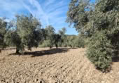 Masia amb terreny en venda a la Carretera de Puerto Serrano, Puerto Serrano, ref.: TR394225 foto
