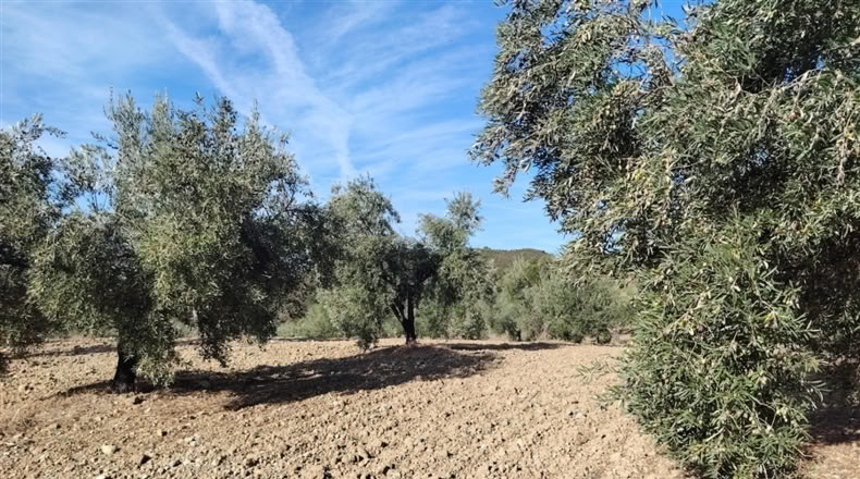 Cádiz - Puerto Serrano - 240000m2