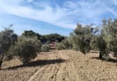 Masia amb terreny en venda a la Carretera de Puerto Serrano, Puerto Serrano, ref.: TR394225 foto