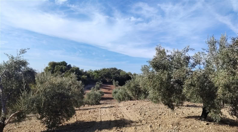 Cádiz - Puerto Serrano - 240000m2
