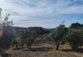Masia amb terreny en venda a la Carretera de Puerto Serrano, Puerto Serrano, ref.: TR394225 foto